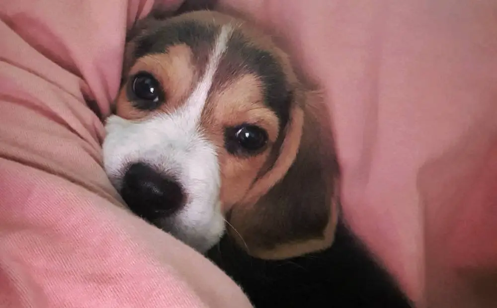 Beagle cuddling me