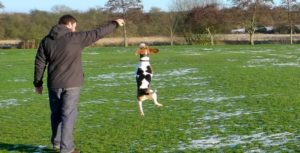 Beagle exercise