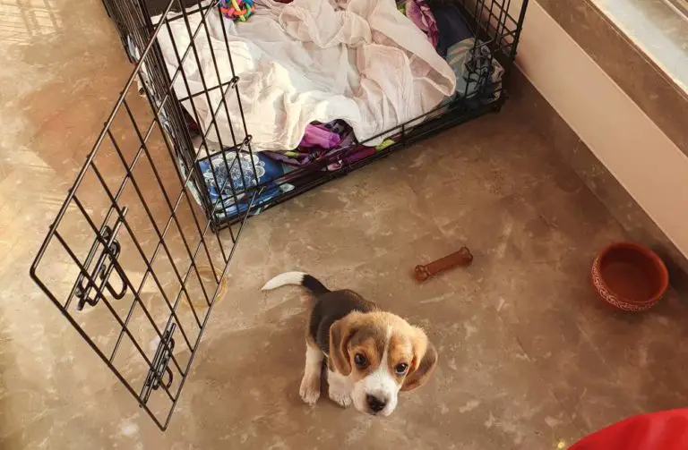 Crates | Beagle Care