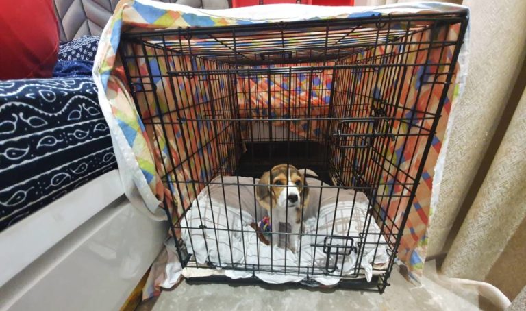 House Training a Beagle Puppy - Potty Training in 7 Steps - Beagle Care