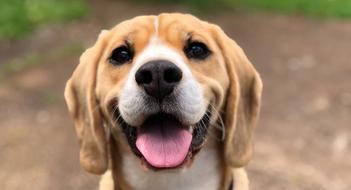 what do i need to know about owning a beagle