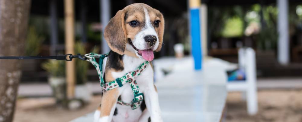 Beagle wearing a harness
