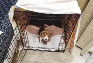 How to crate train your beagle