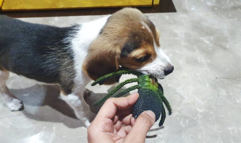How to Train your Beagle Puppy to Stop Biting Beagle Care