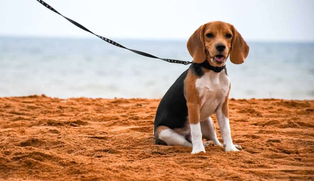 training your beagle