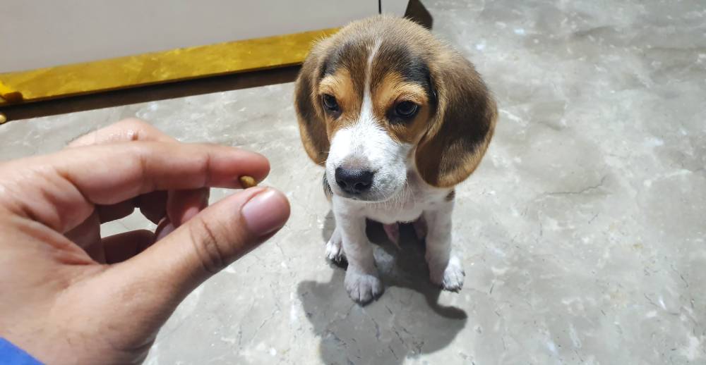Gut erzogener Beagle