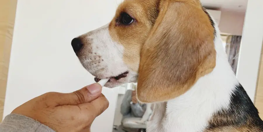 Brushing a beagle's teeth with toothbrush and toothpaste