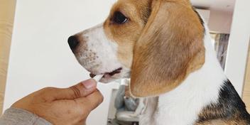 how often should you brush your beagle
