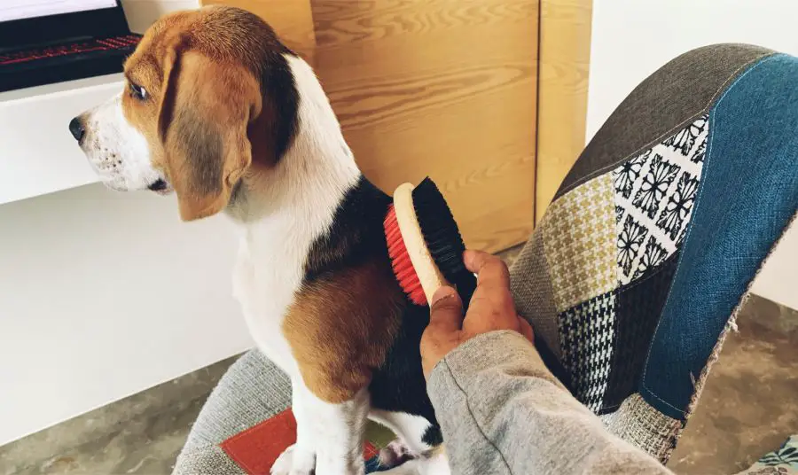 Brushing a beagle