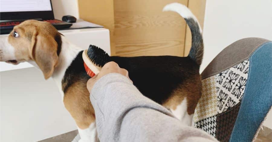 Brushing coat of beagle