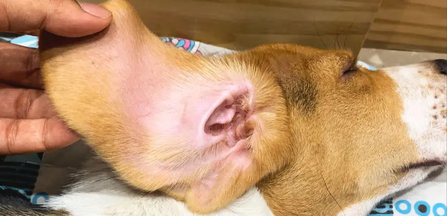 Cleaning ears of a beagle