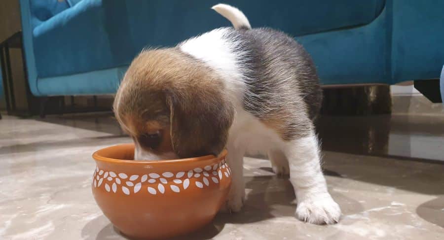 Feeding beagle puppy