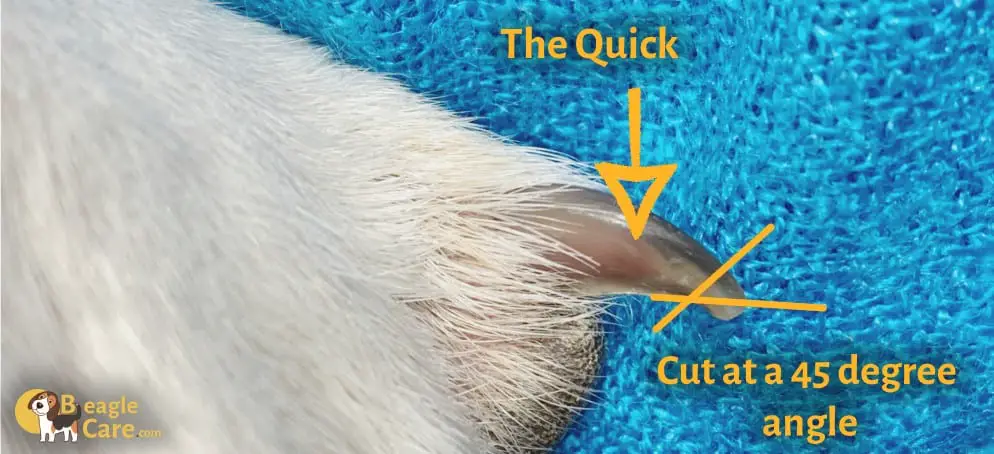 How to cut nails of beagles
