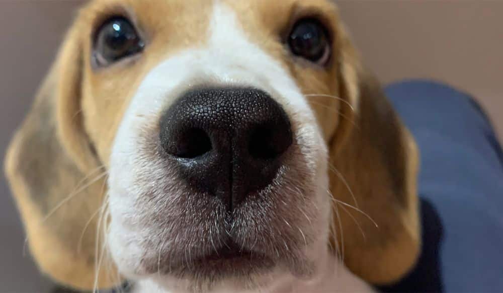 Nose care for beagle