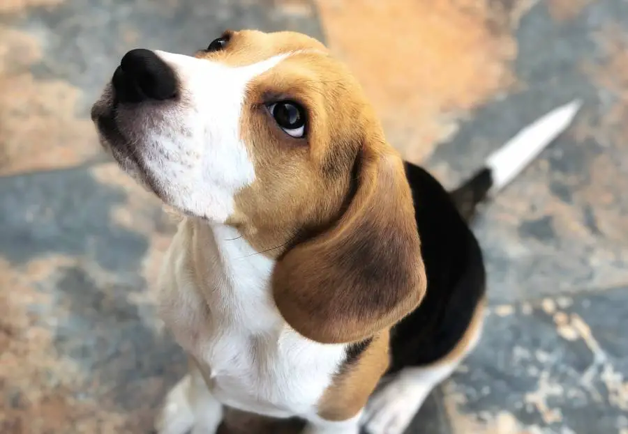 Beagle Puppy Care A Complete Guide For Raising A Beagle Puppy