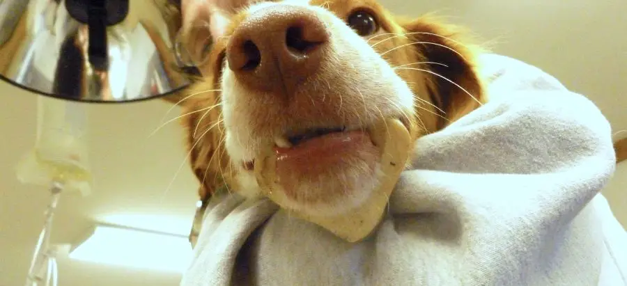 taking beagle puppy to vet