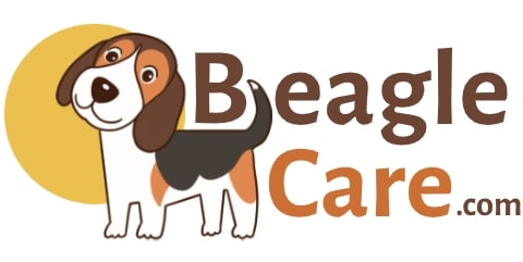 7 Necessary Trick you need to teach your Beagle Puppy – Beagle Care