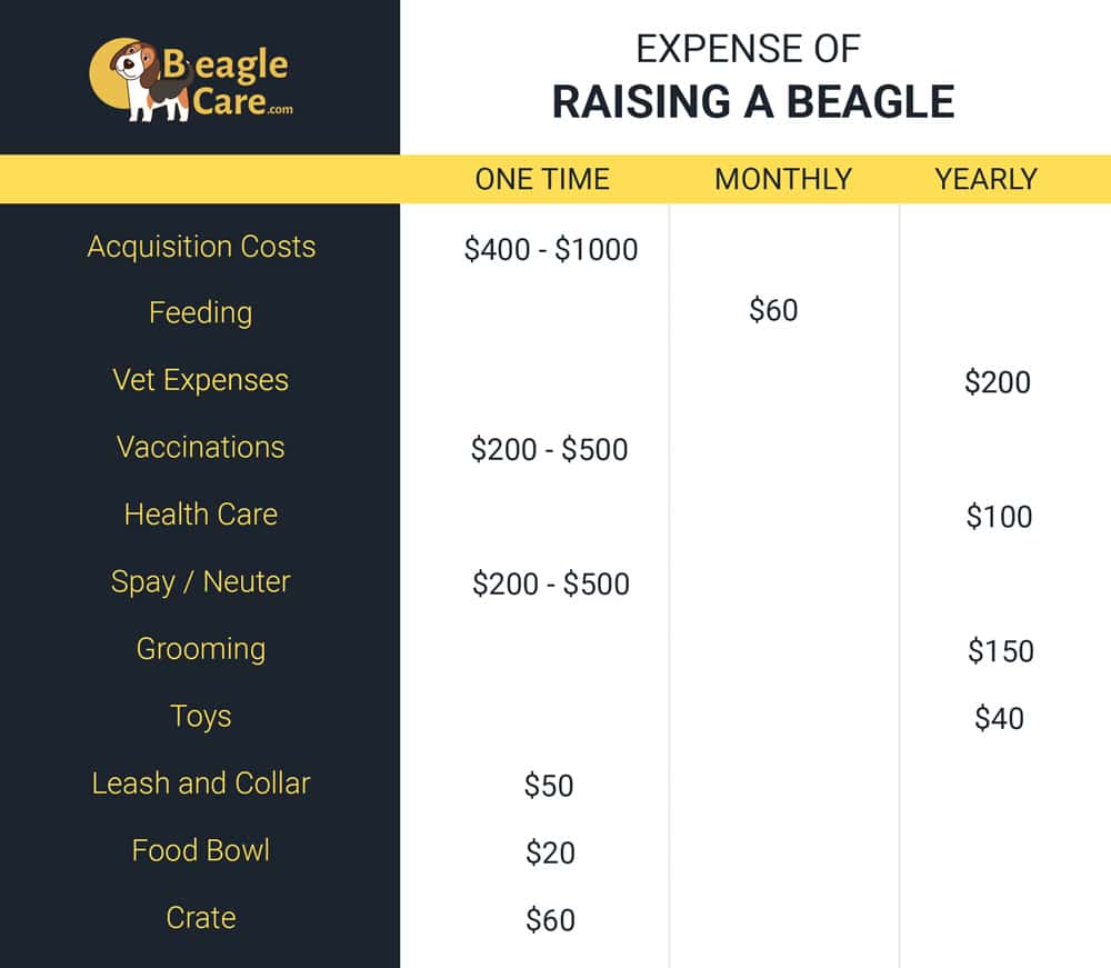 Expenses of a beagle