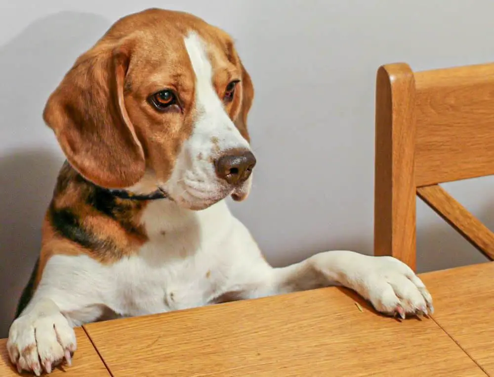 beagle feeding guide