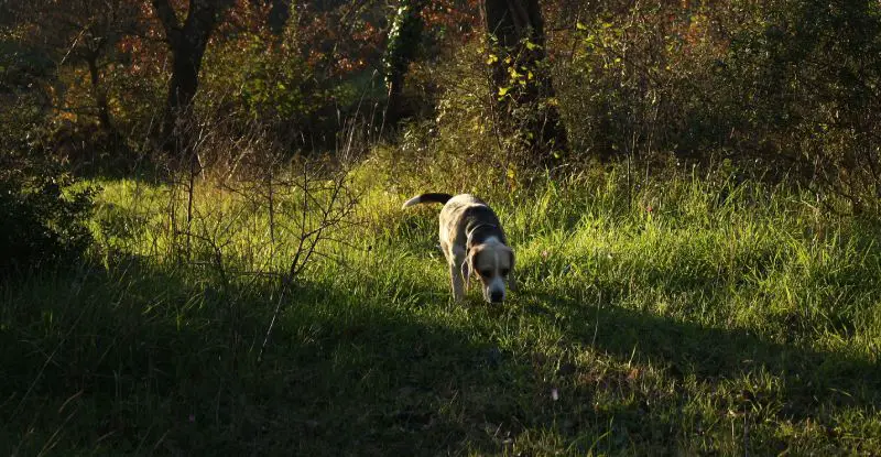 Beagle tracking scent