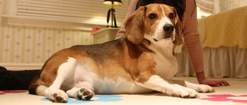 overweight beagle