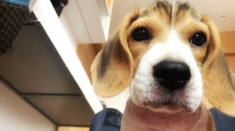 16 Reasons why Beagles are great dogs for first-time owners - Beagle Care