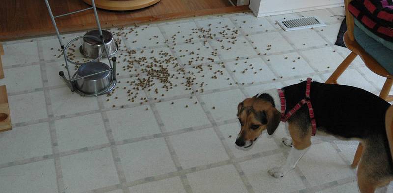 feeding picky beagles