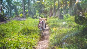 Training a beagle to hunt
