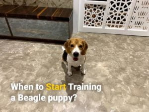 A well trained beagle puppy sitting