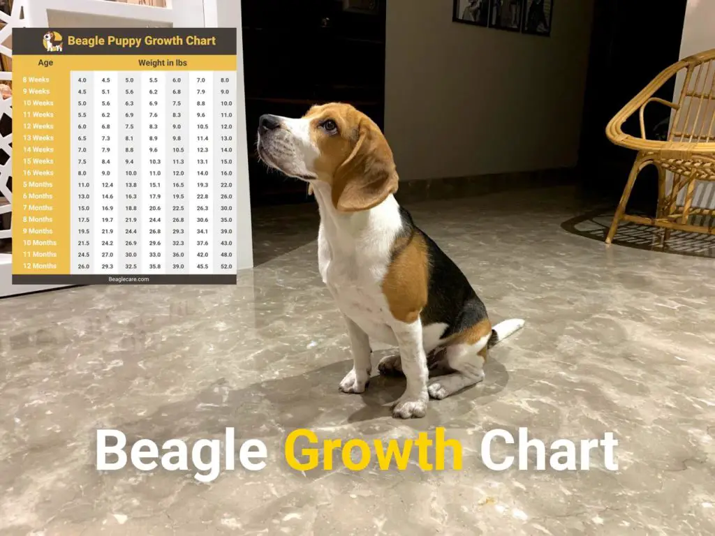 Beagle Growth Chart from Puppy to Adulthood | Beagle Care