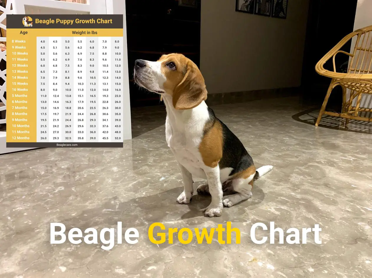 Beagle Growth Chart from Puppy to Adulthood
