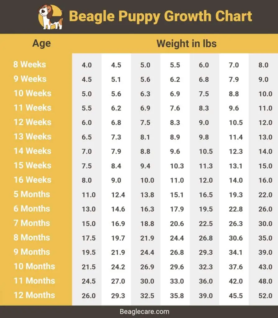 Beagle Growth & Weight Chart from Puppy to Adulthood Beagle Care