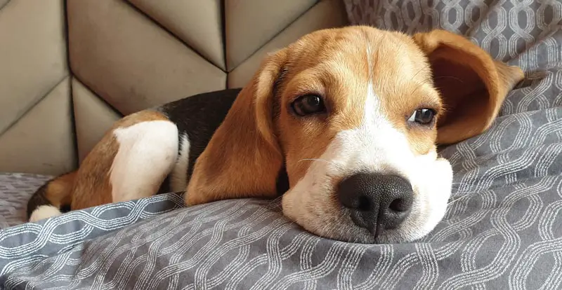 Beagle resting