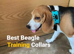 Beagle wearing a Training collar
