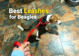 Best leashes for beagles