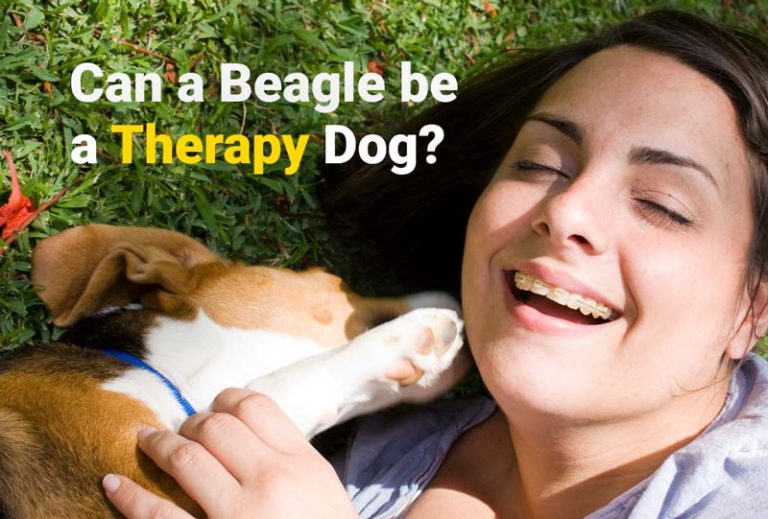 can-a-beagle-be-a-therapy-dog-beagle-care