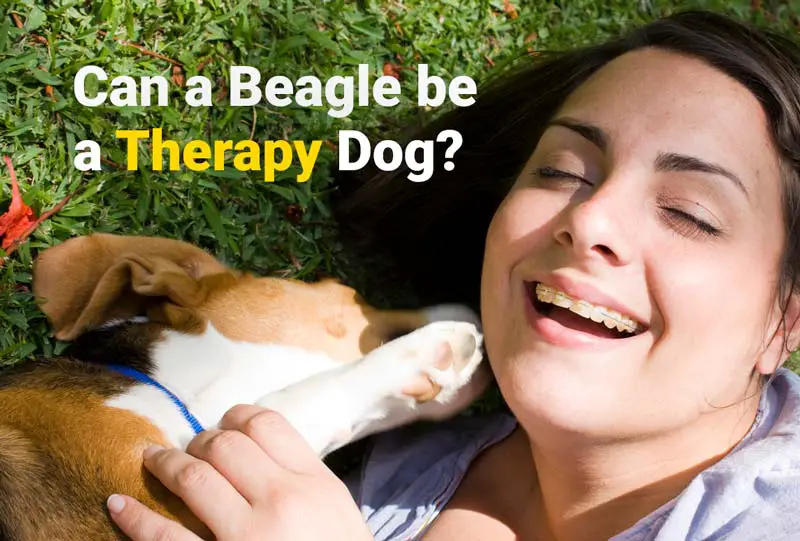Can a beagle be a Therapy Dog