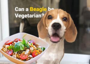 Can a beagle be vegetarian