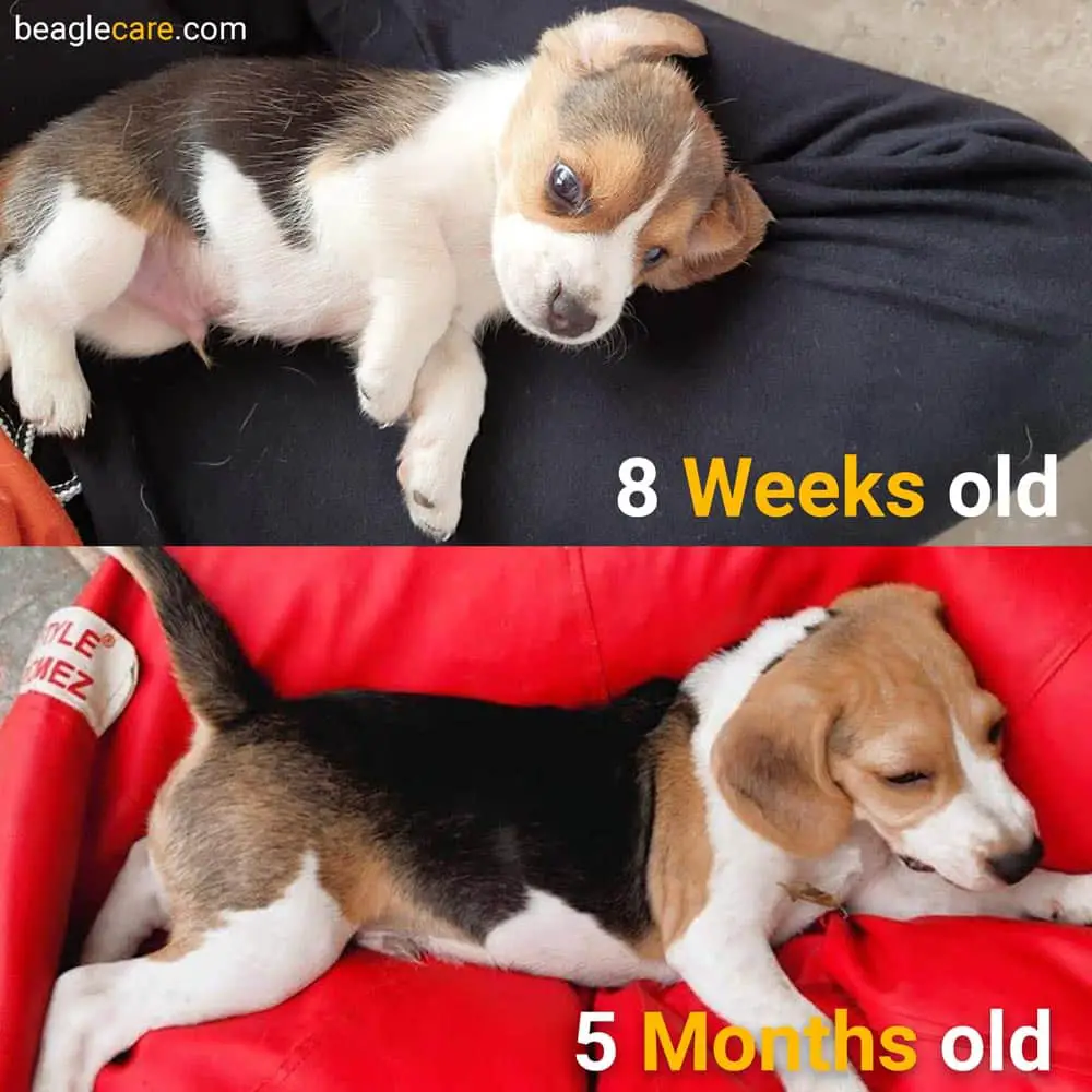 Comparison of color change in Beagle