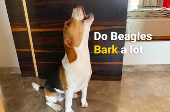 do beagle bark a lot