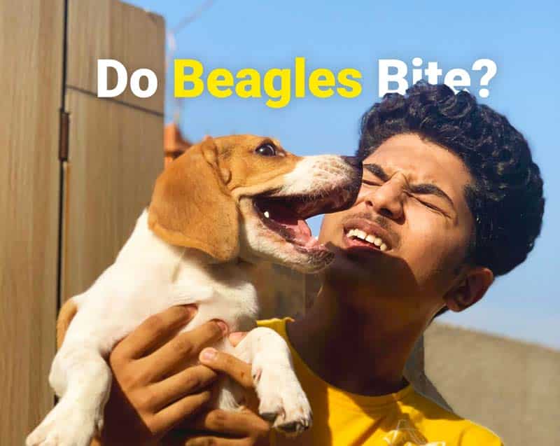 Do Beagles bite