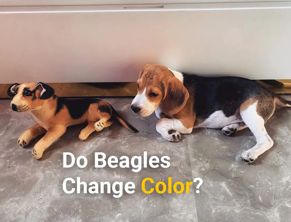 Do Beagles Change Color