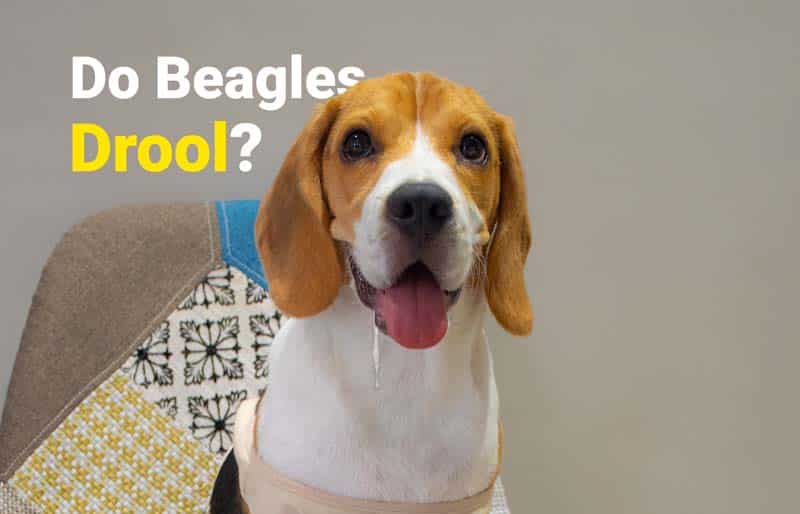 Do beagles drool