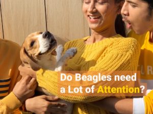 Beagle getting lot of attention from two people