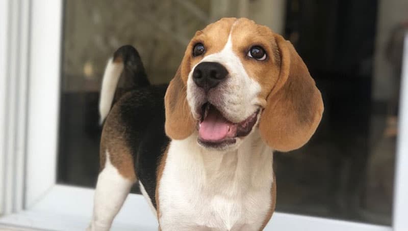 done deal beagle