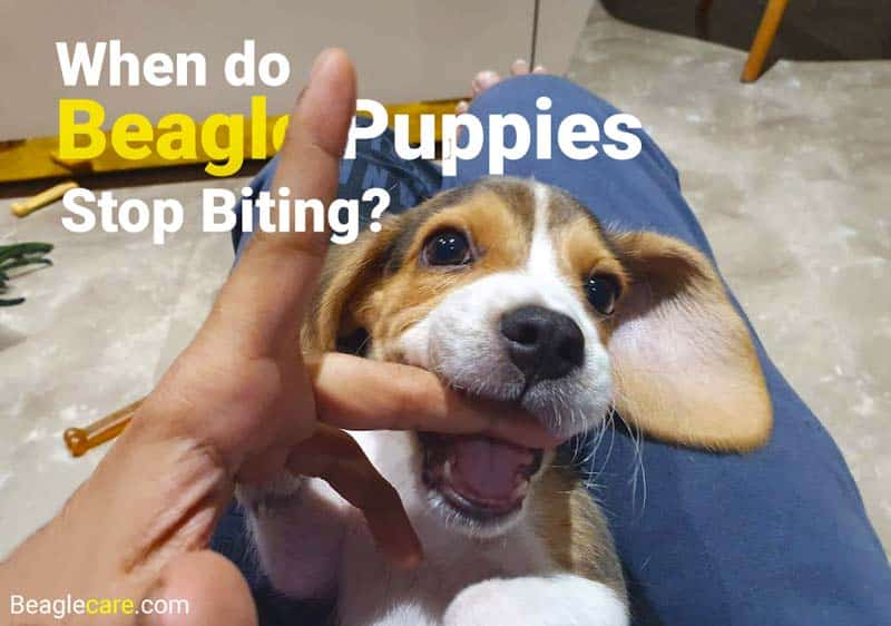 When do beagle puppies stop biting