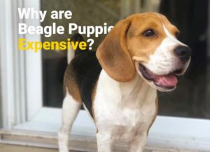 Why are beagle puppies expensive