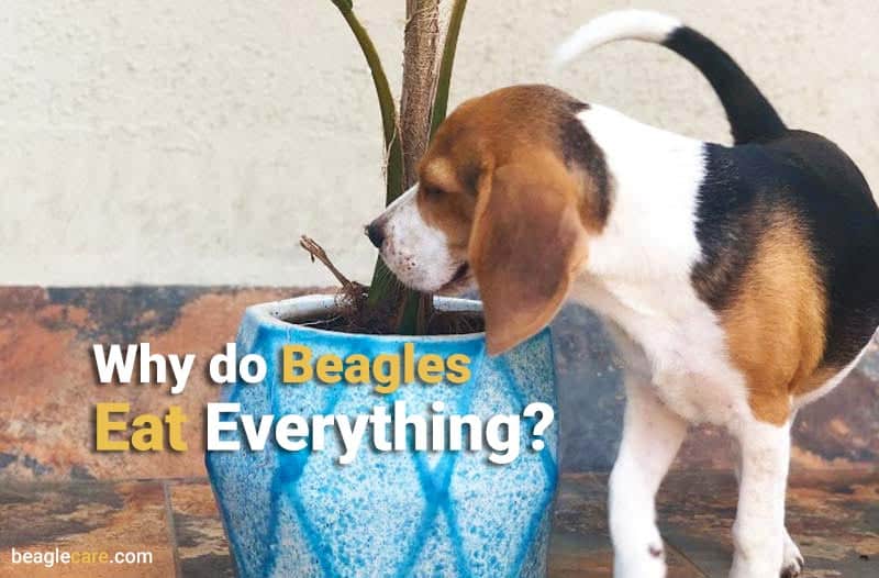 Why do beagles eat everything