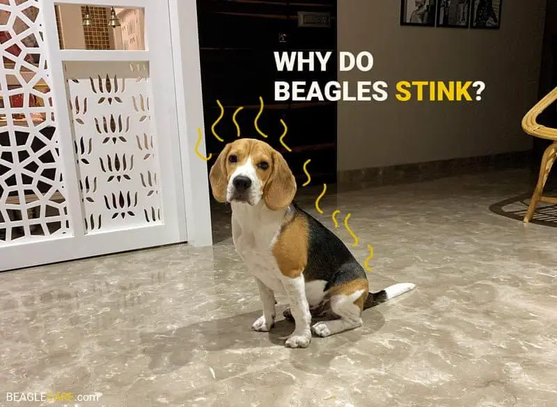 Why do beagles stink