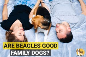Beagles sitting with a family